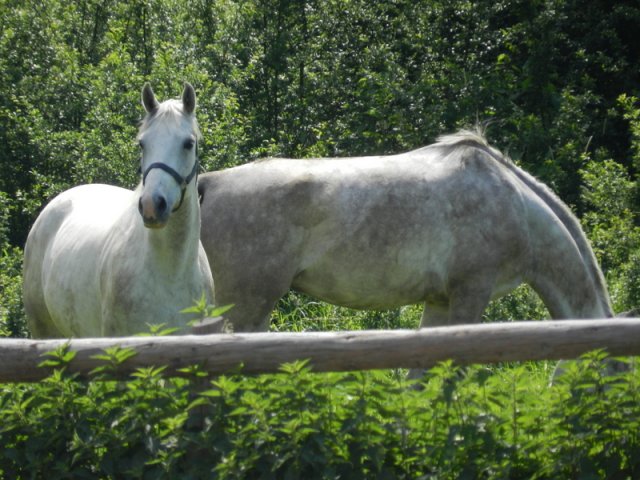 Dzień Dziecka 2016