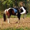 Pokaz kaskaderski SJK Hucuł