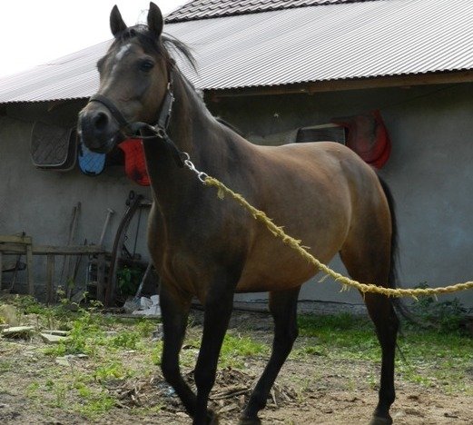 Nasze konie - opisy koni SJK Hucuł w Myślenicach