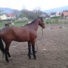 Diament