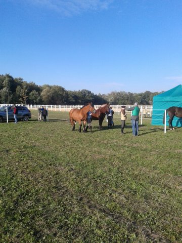 Odporyszów 2015