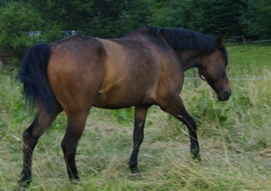 Pakosz